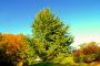 Minnesota Chaska